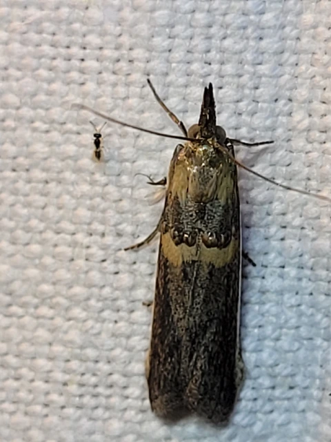 Etiella zinckenella - akácmoly