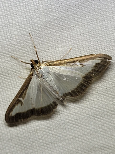 Cydalima perspectalis - puszpáng-tűzmoly