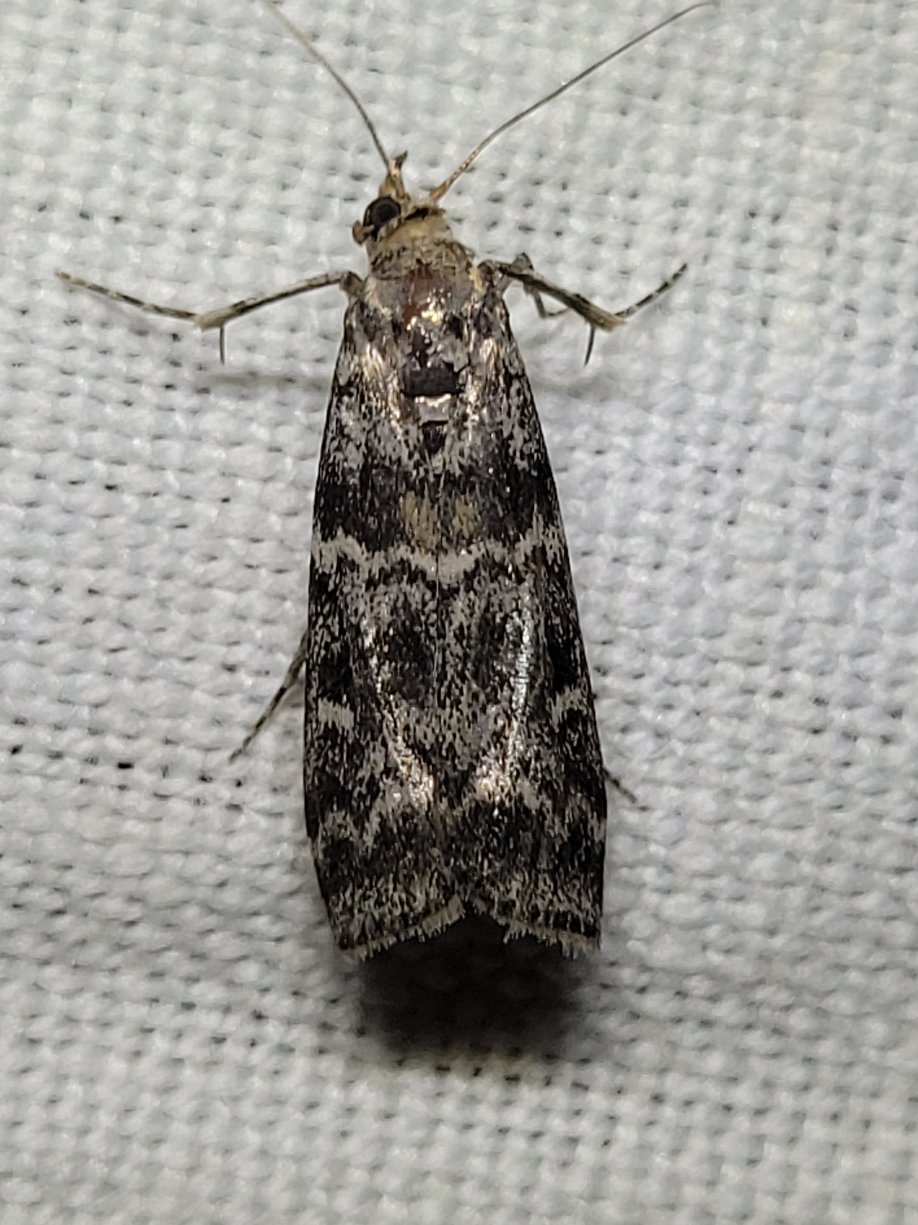 Dioryctria