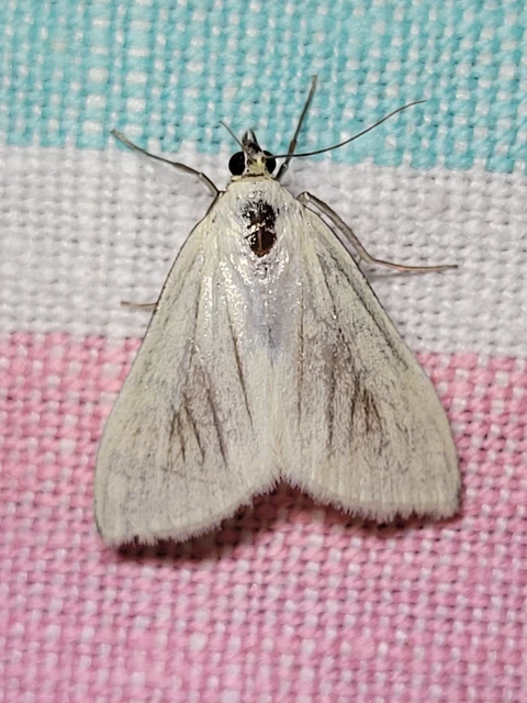 Sitochroa palealis - kénszárnyú dudvamoly