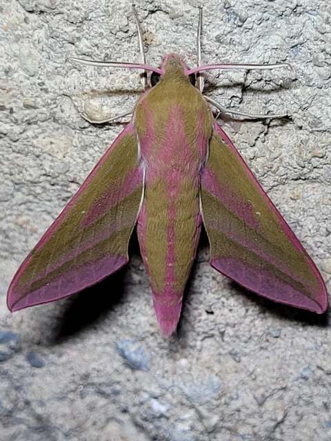 Deilephila elpenor - szőlőszender
