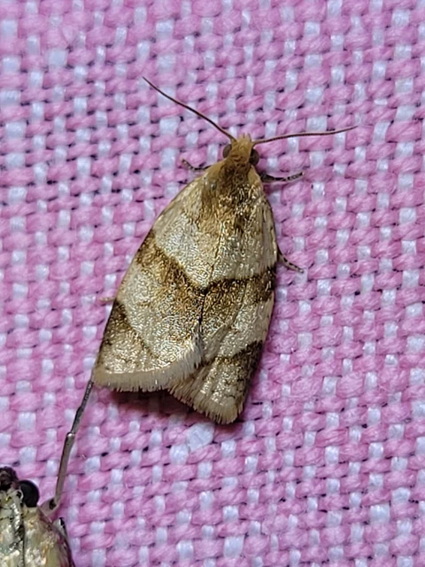 Clepsis rurinana - fakó sodrómoly