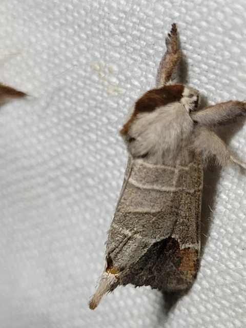 Clostera curtula - rövidszárnyú levélszövő