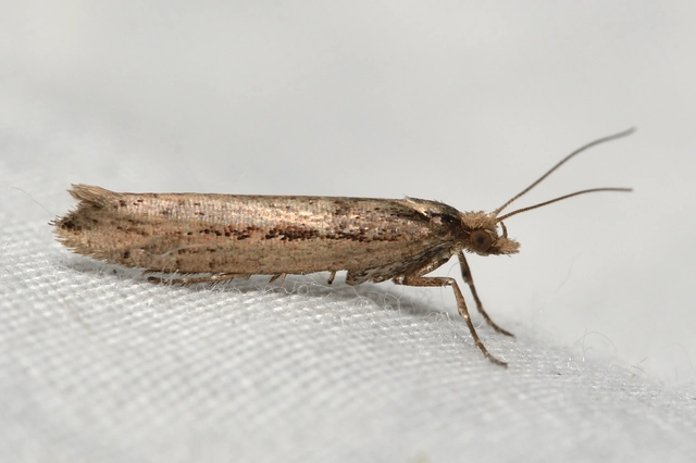 Ypsolopha ustella - csíkos tarkamoly