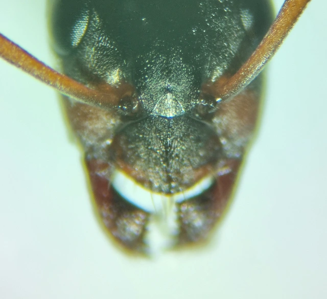 Formica rufibarbis - vörös rabszolgahangya