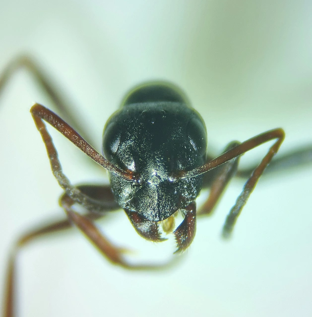 Formica fusca - kormos rabszolgahangya