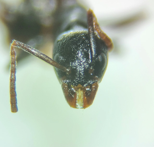Tapinoma subboreale - ligeti kóborhangya