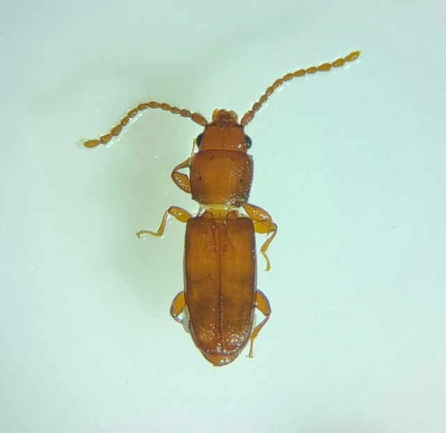 Laemophloeidae - szegélyeslapbogár-félék