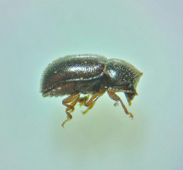 Ciidae - taplószúfélék Ciidae - taplószúfélék