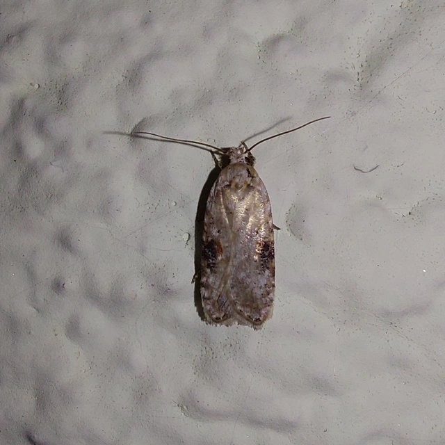 Agonopterix alstromeriana - bürök-laposmoly