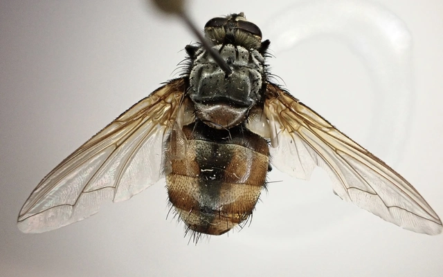 Nemoraea pellucida