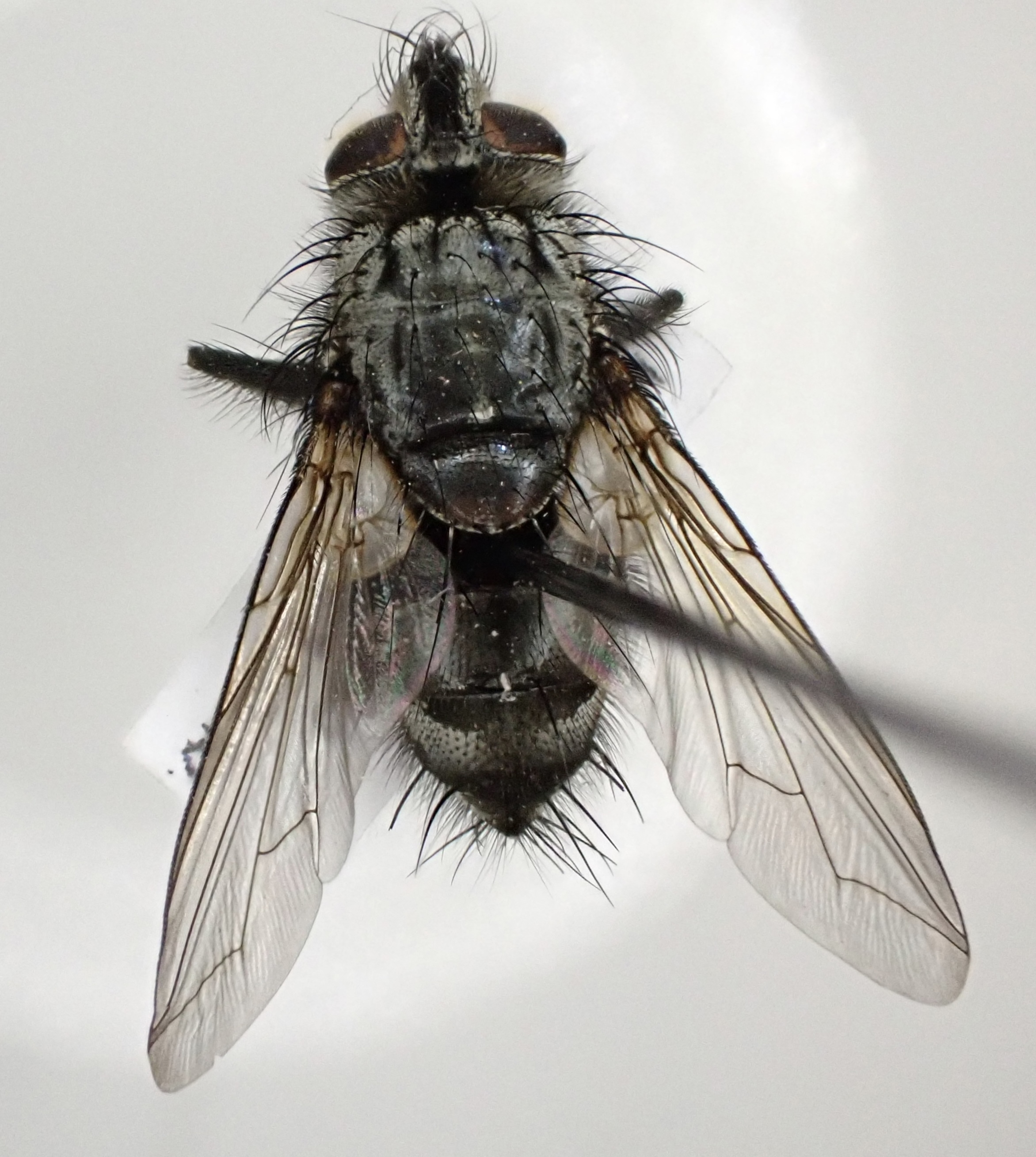 Parasetigena silvestris - gyapjaslepke-fürkészlégy
