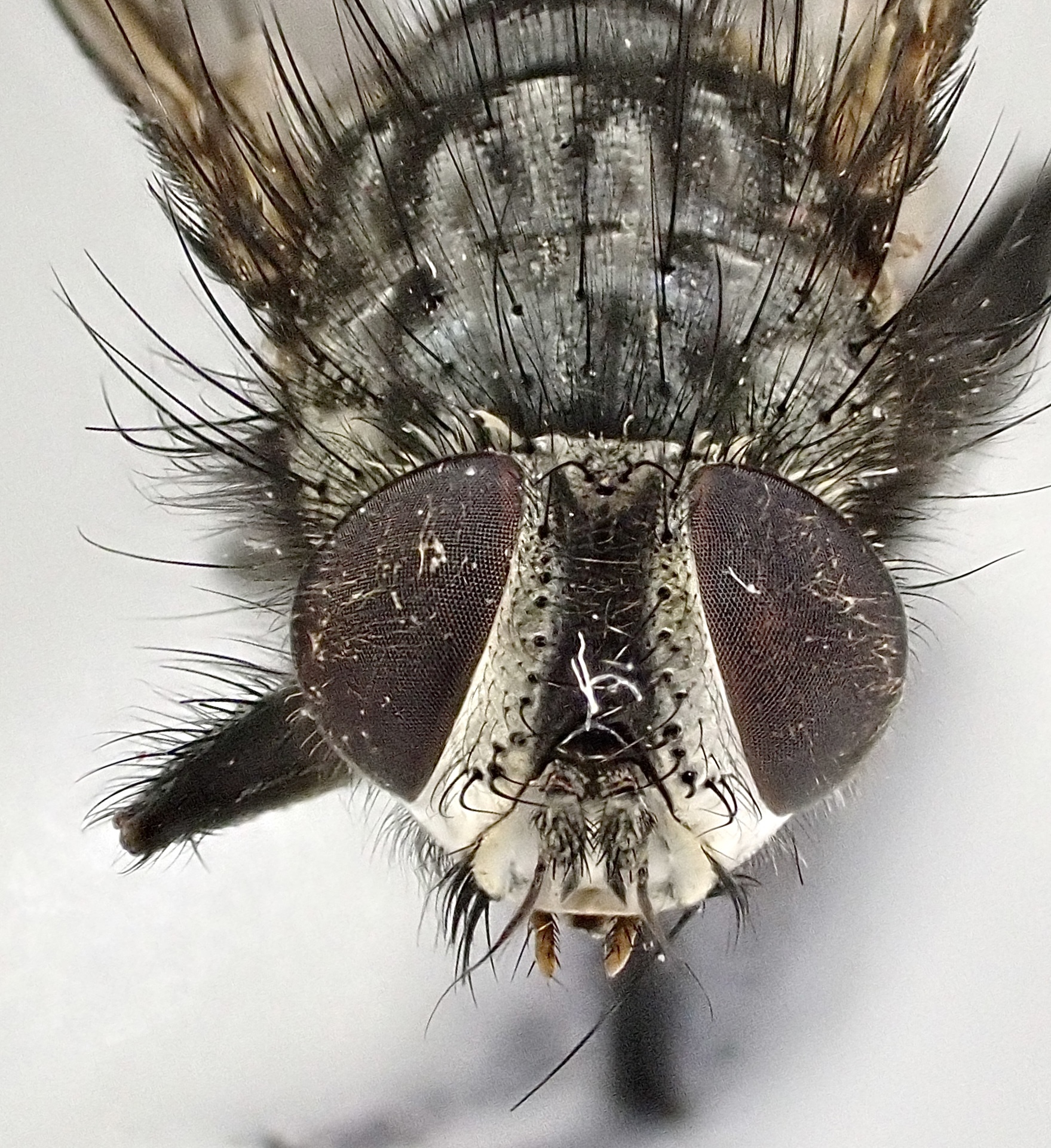 Phorocera assimilis