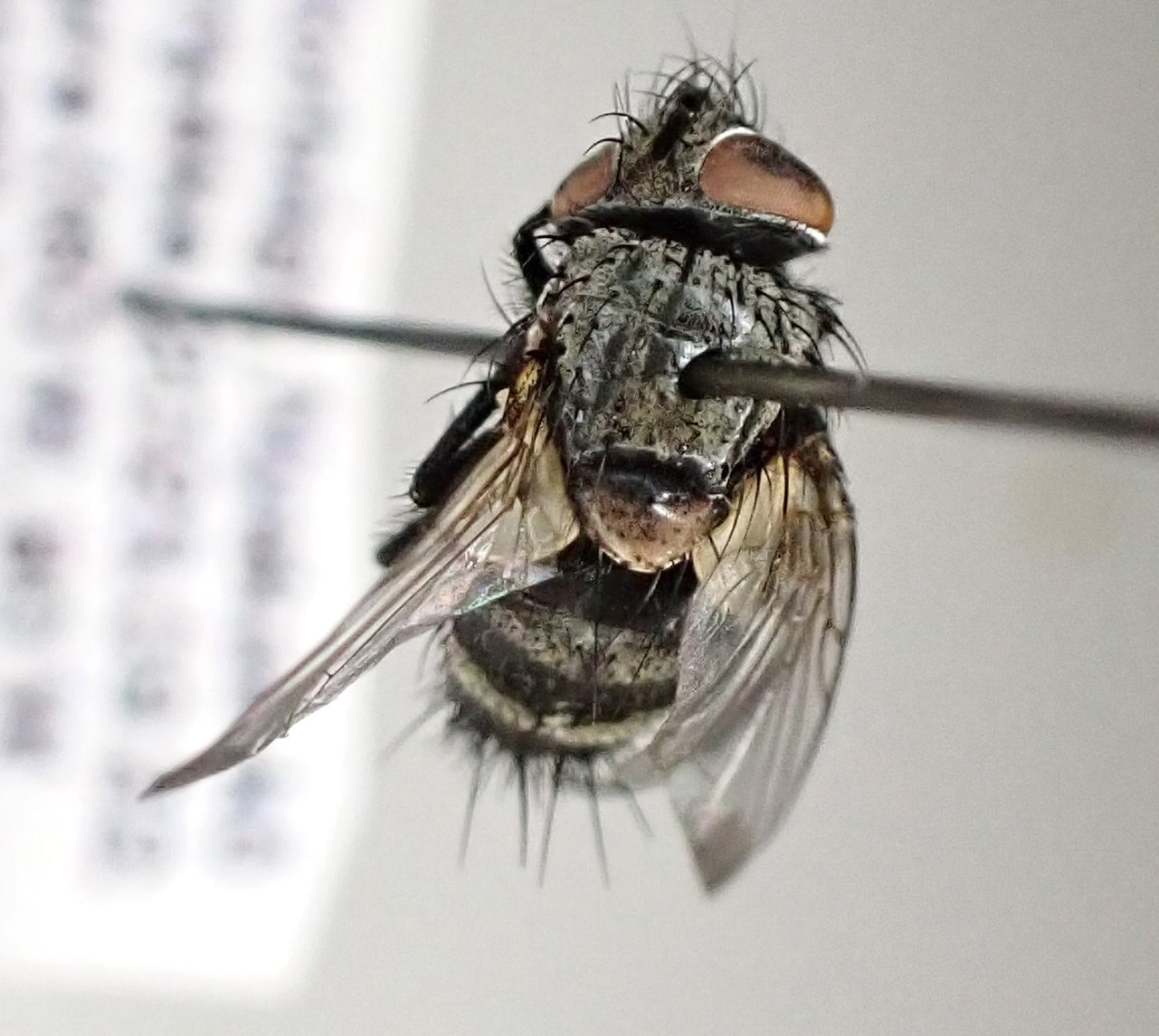 Aplomya confinis
