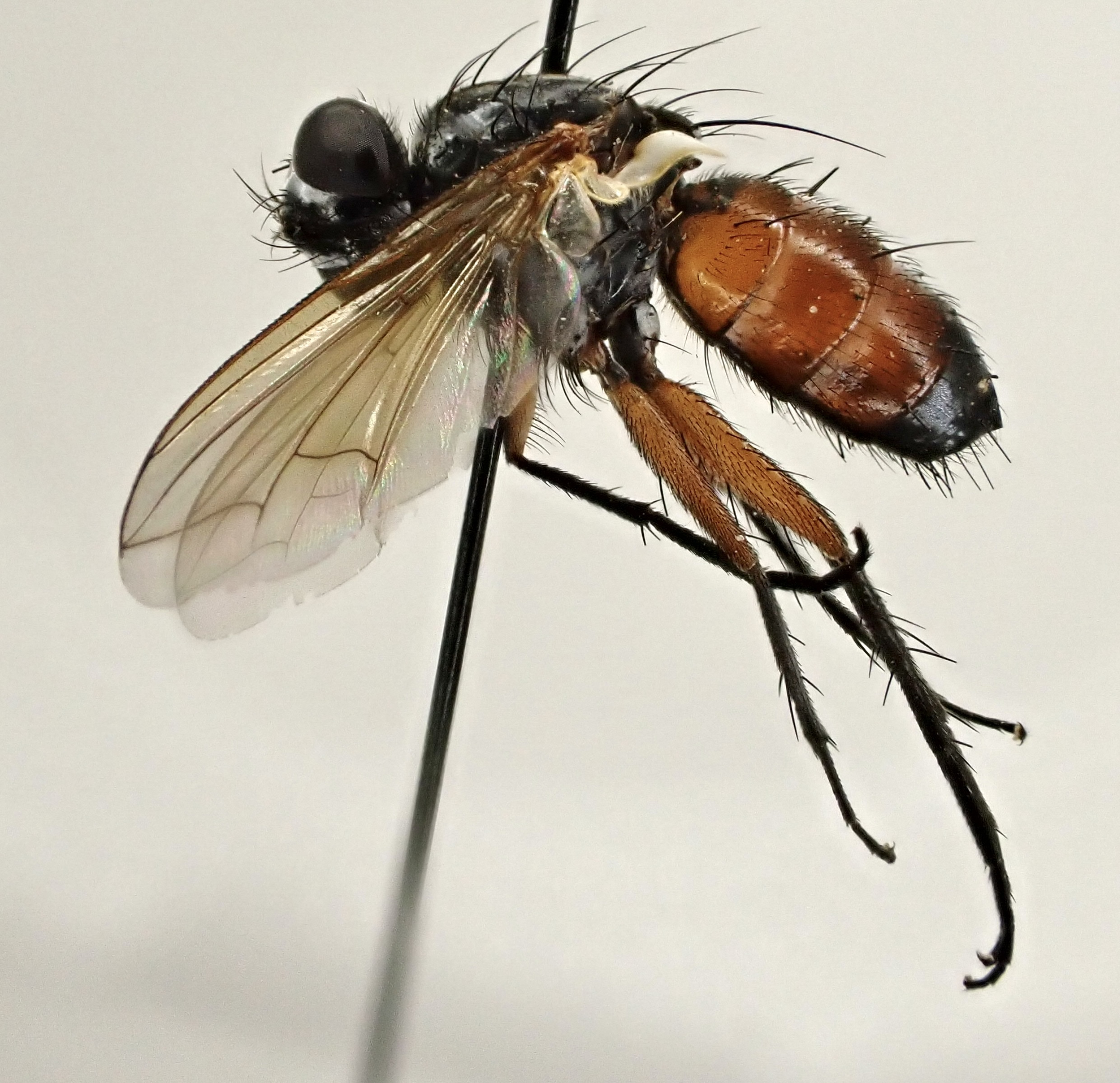 Mintho rufiventris