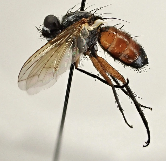 Mintho rufiventris