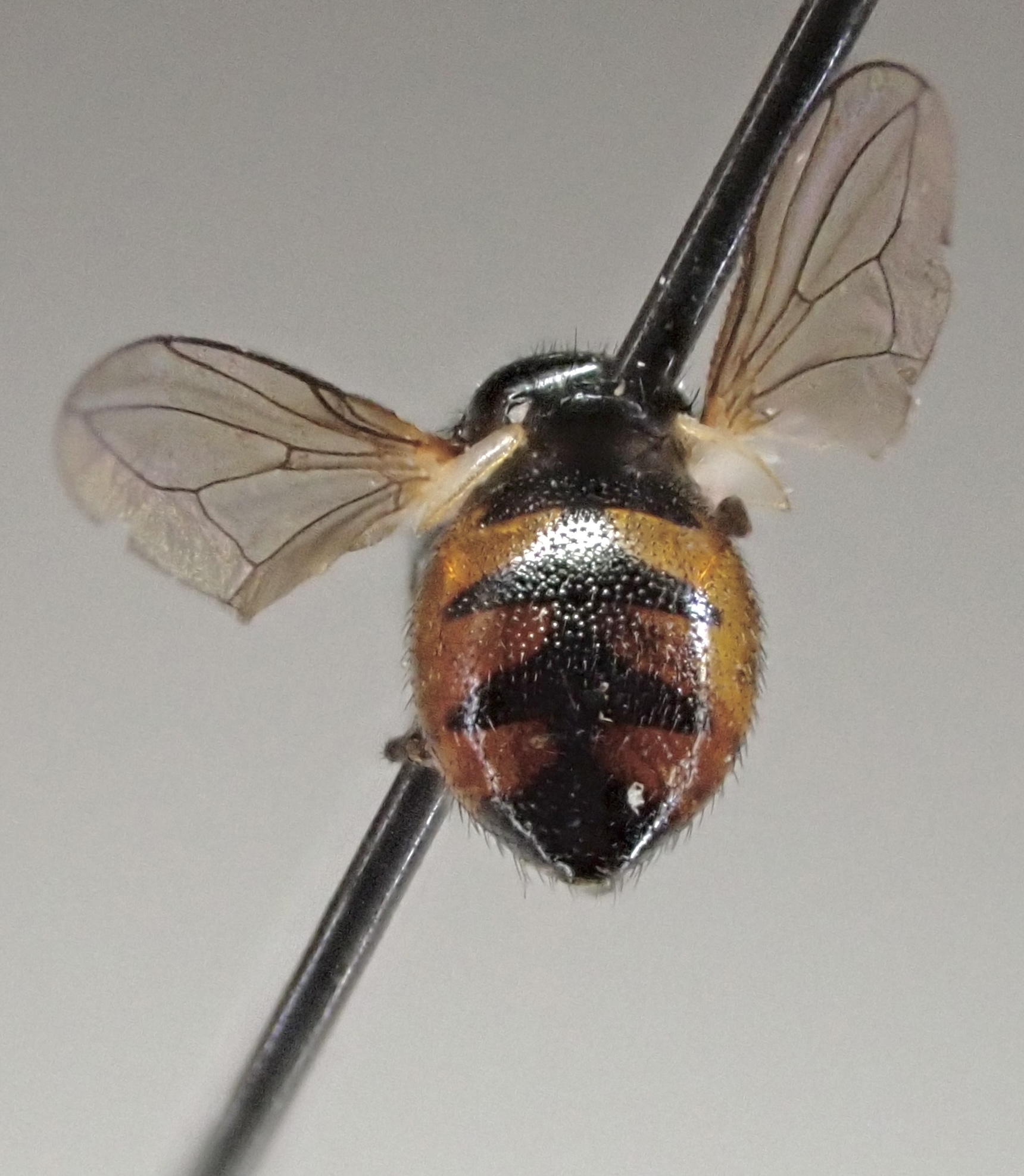 Gymnosoma nitens