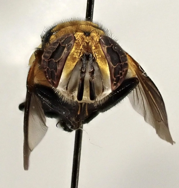 Gymnosoma nitens
