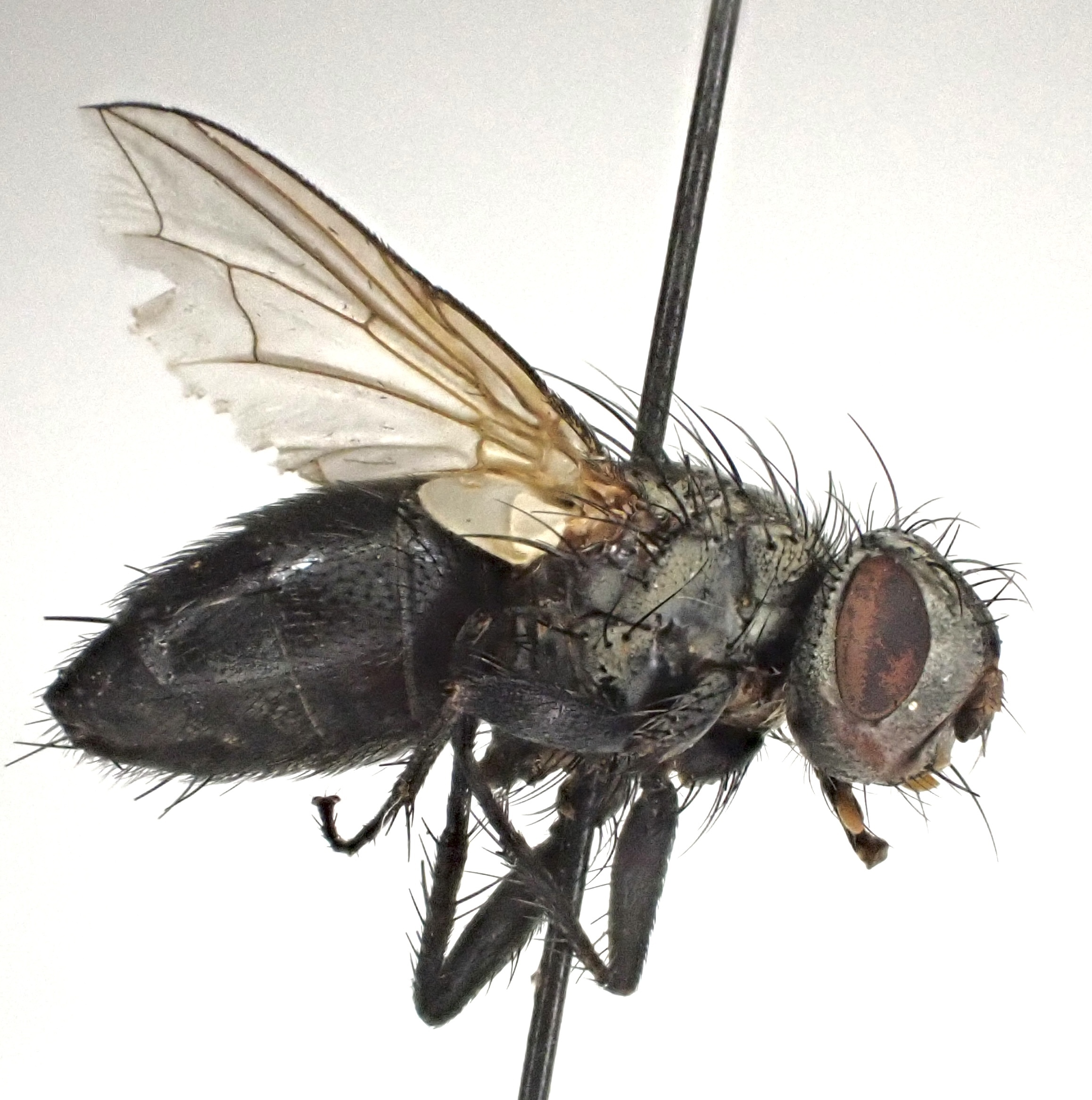 Zeuxia brevicornis