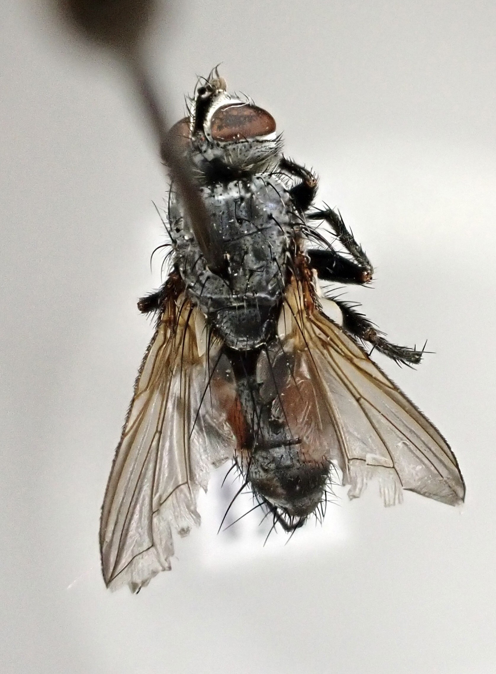 Eriothrix rufomaculatus