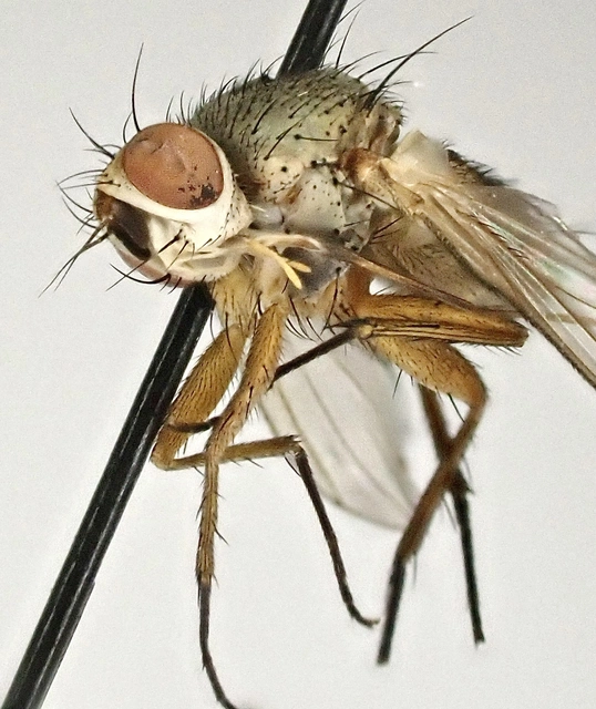 Siphona pauciseta