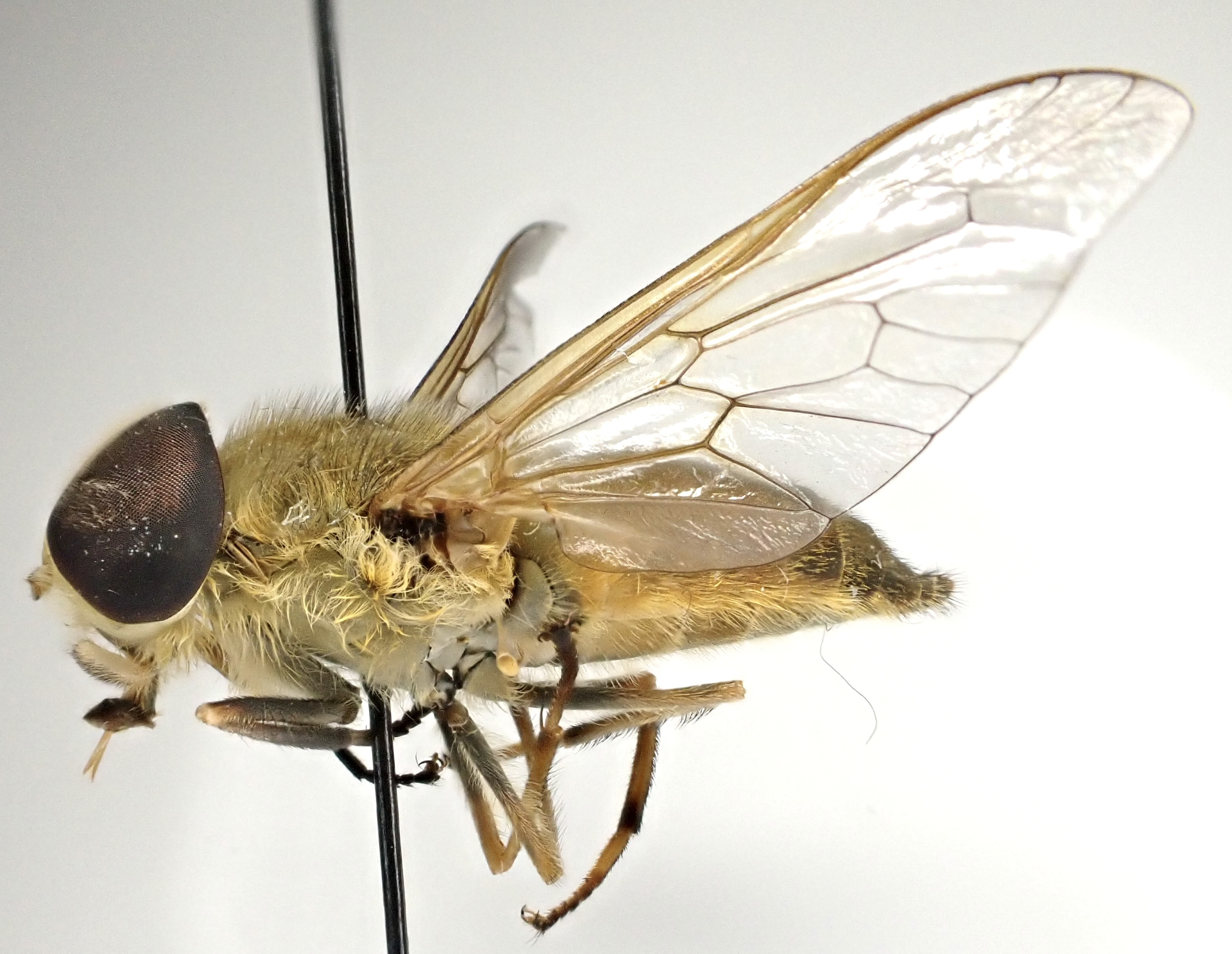 Atylotus loewianus
