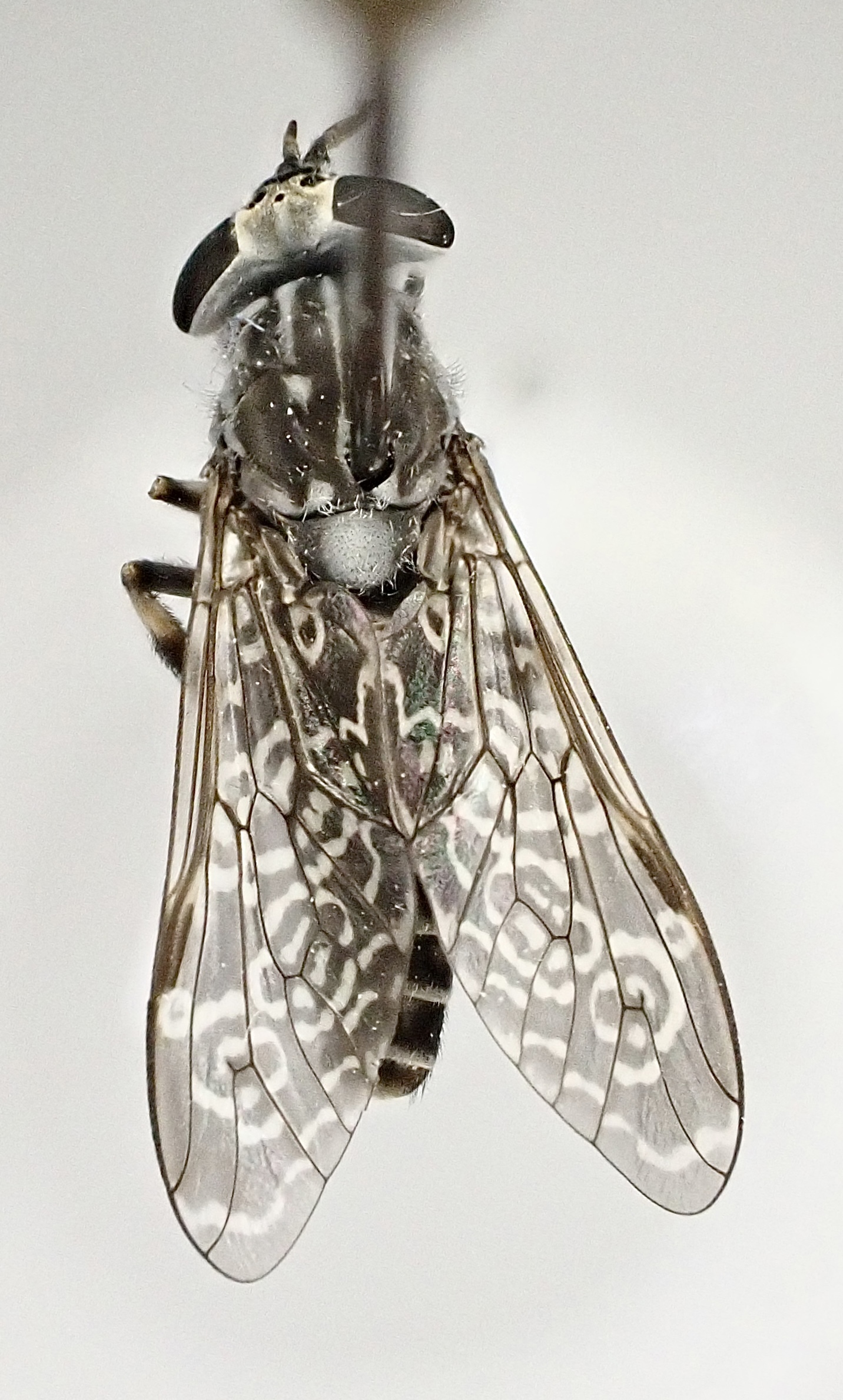 Haematopota scutellata