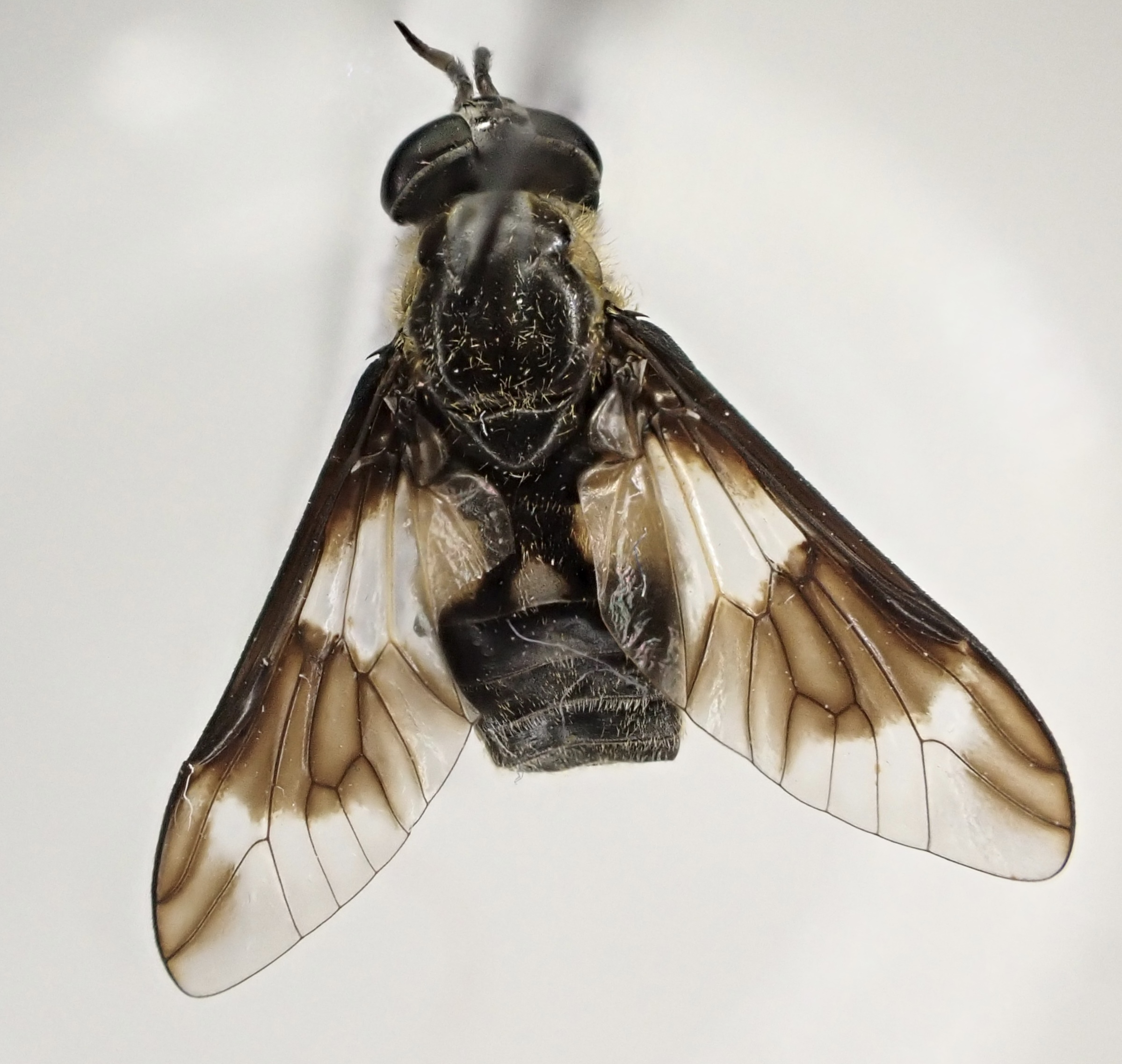 Chrysops caecutiens - közönséges pőcsik
