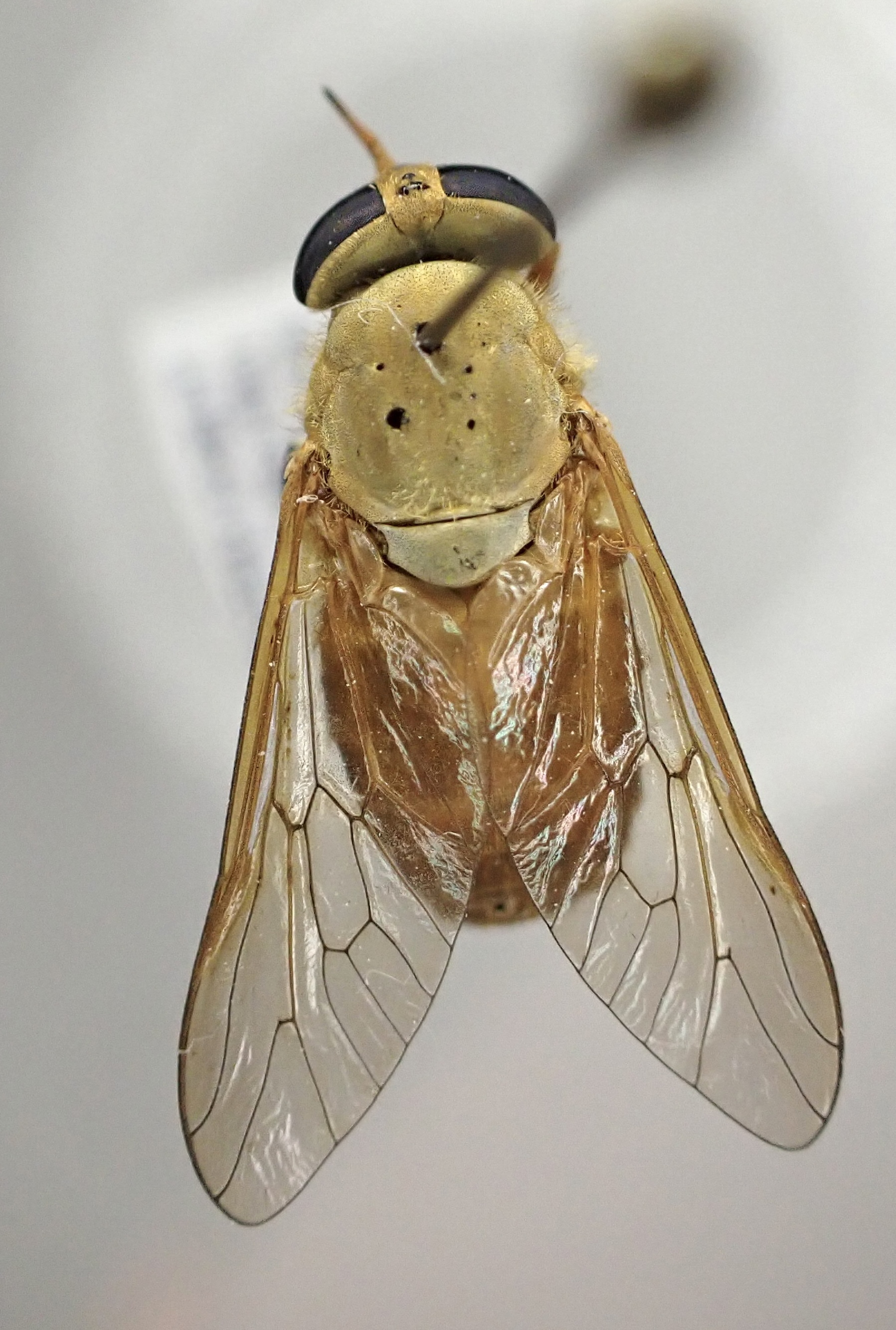 Silvius alpinus - alpesi bögöly