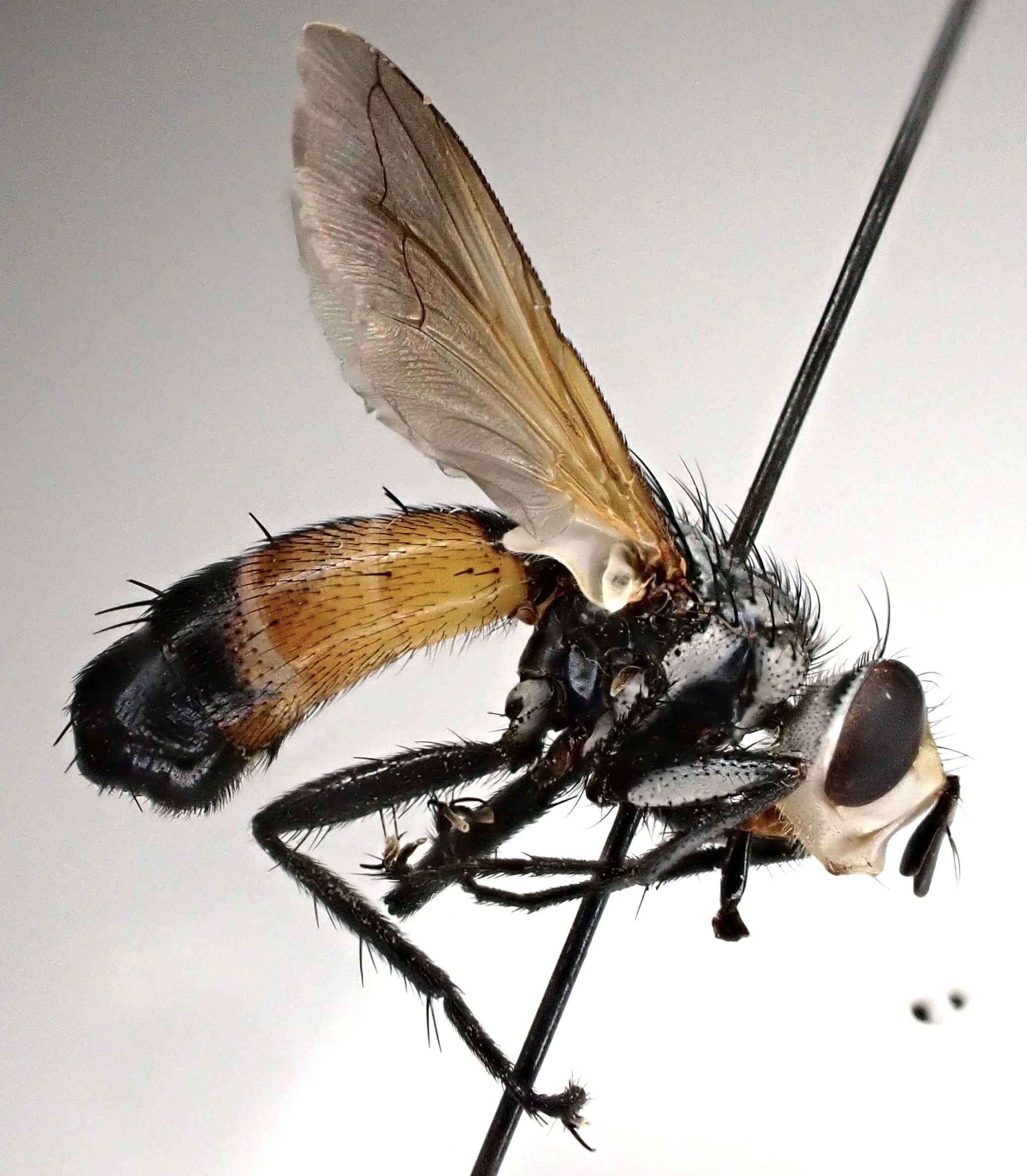 Cylindromyia rufifrons