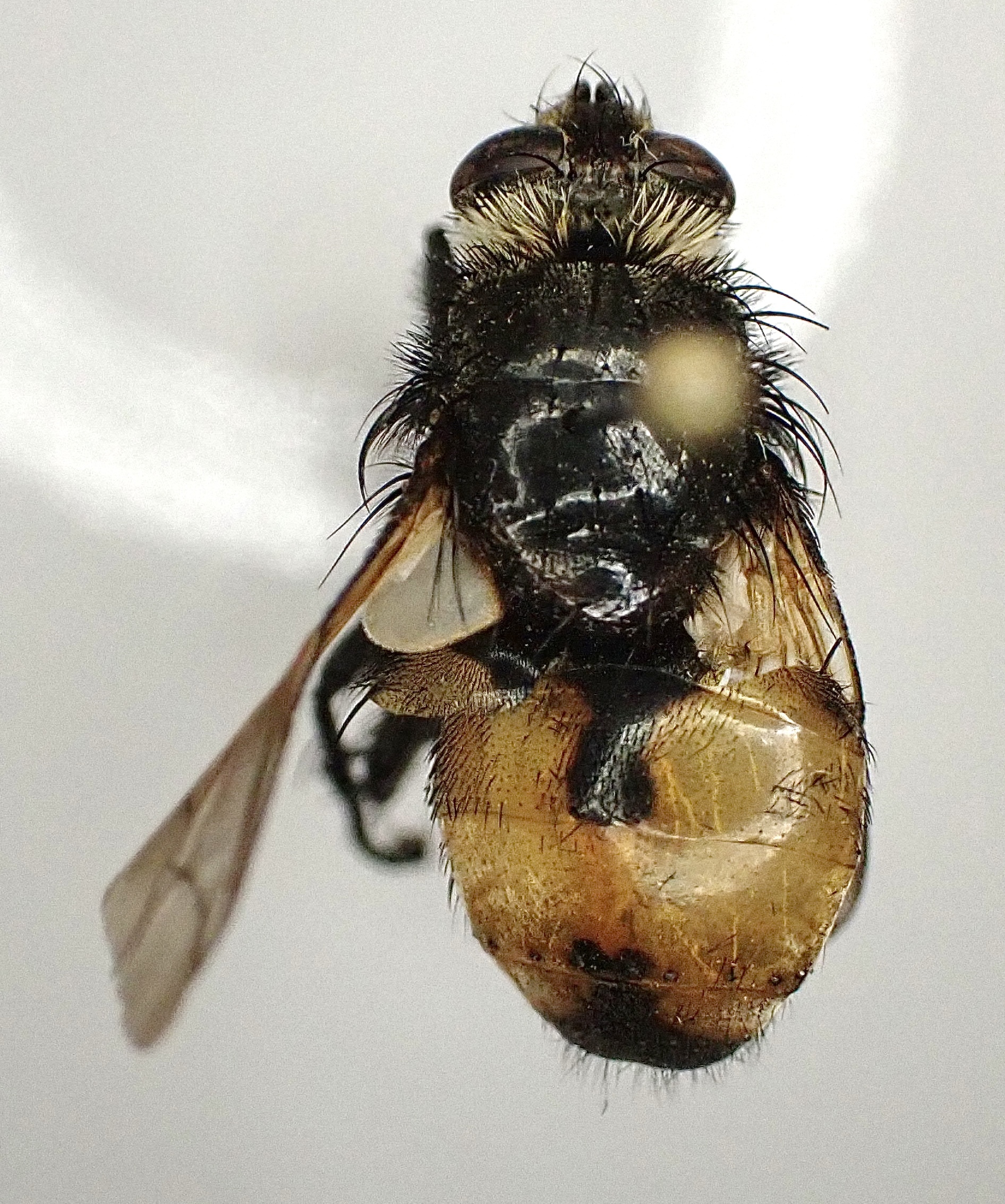 Nowickia ferox