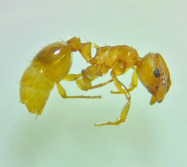Temnothorax parvulus - apró kéreghangya