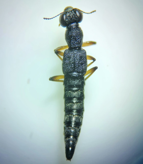 Stenus clavicornis - réti szemesholyva Stenus clavicornis - réti szemesholyva