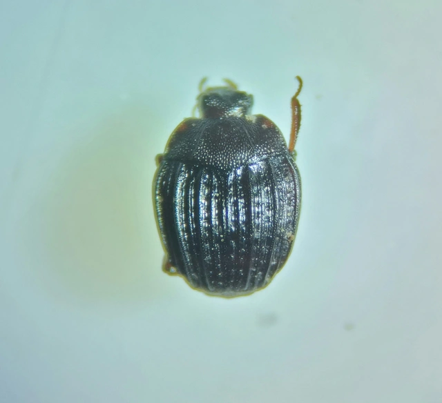 Onthophilus affinis - közönséges bordássutabogár Onthophilus affinis - közönséges bordássutabogár