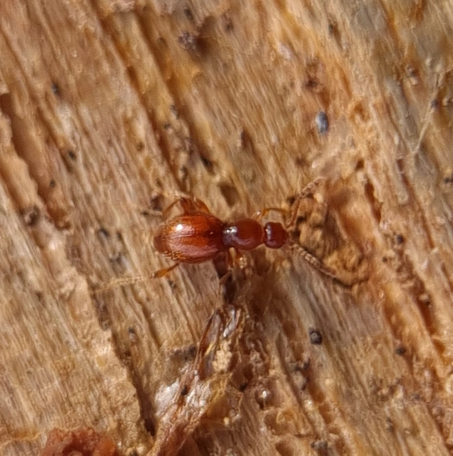 Scydmaenus hellwigii - odvasfejű gödörkésbogár