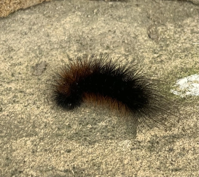 Hyphoraia aulica - barna medvelepke
