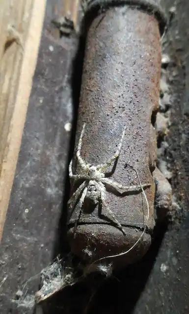 Philodromus margaritatus - bükkfa-fürgekarolópók