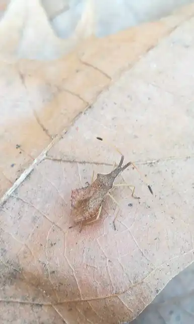 Syromastus rhombeus - vitorlás karimáspoloska