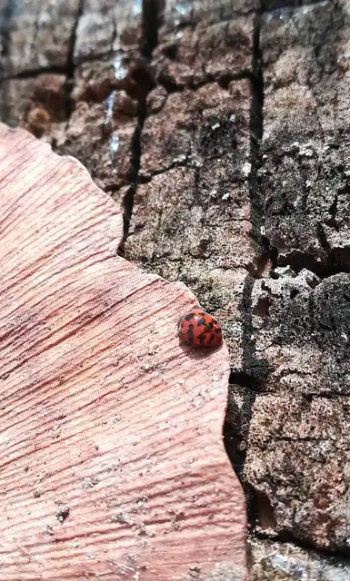 Subcoccinella vigintiquatuorpunctata - lucernaböde
