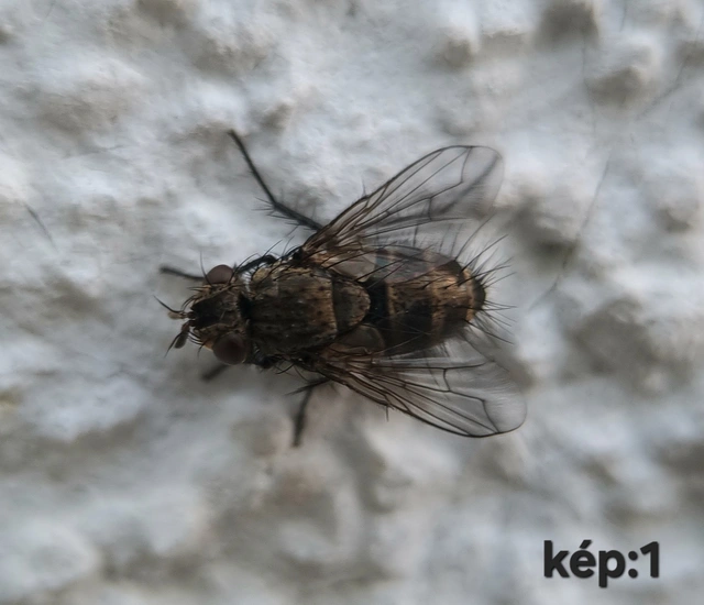 Brachicheta strigata