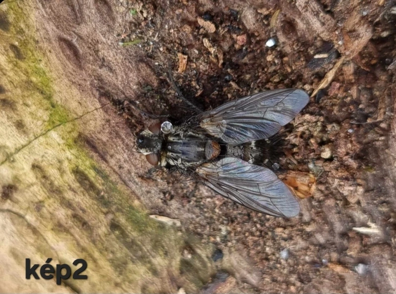 Chetogena fasciata