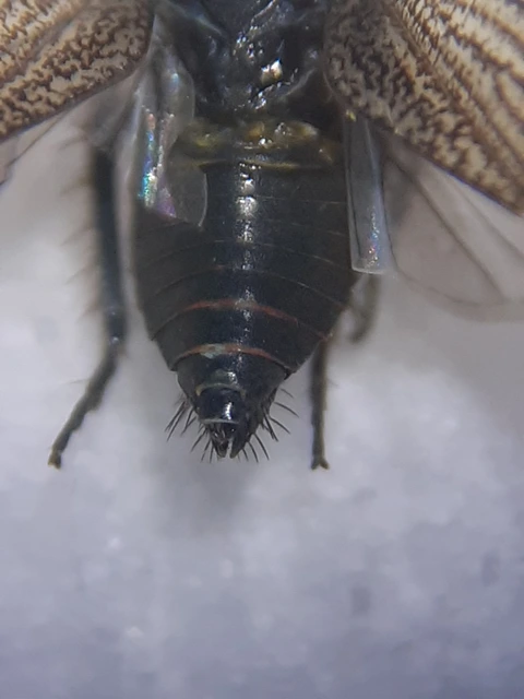 Euscelis incisus