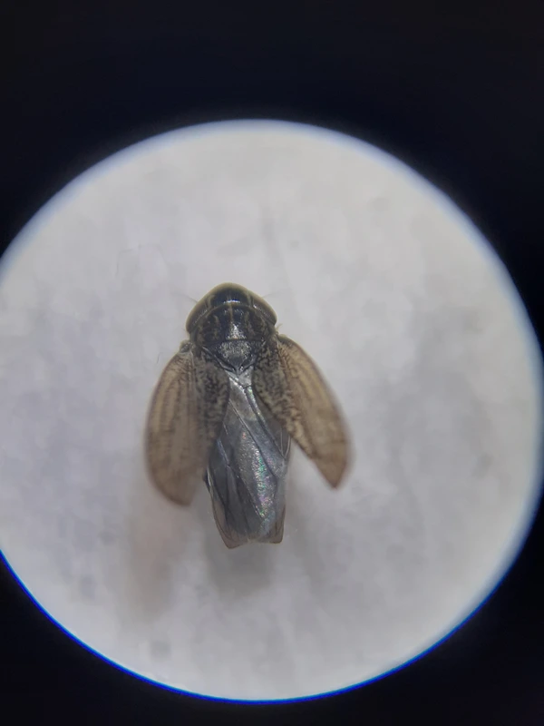 Euscelis incisus
