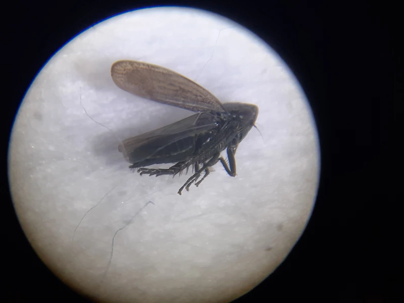 Euscelis incisus