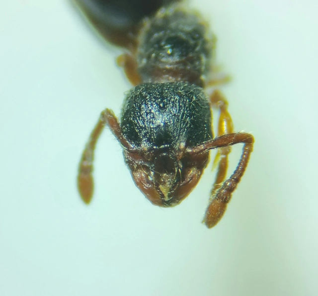 Myrmecina graminicola - ráncoshangya