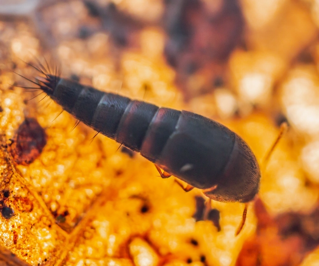Sepedophilus testaceus - szurokszínű pihésholyva Sepedophilus testaceus - szurokszínű pihésholyva