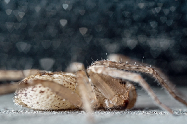 Anyphaena accentuata - jegyespók