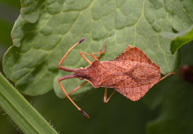 Syromastus rhombeus - vitorlás karimáspoloska