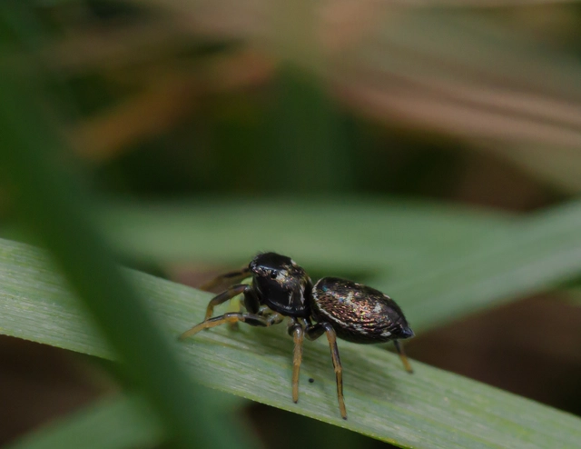 Heliophanus