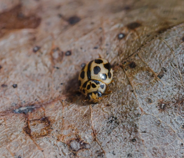 Tytthaspis sedecimpunctata - tizenhatpettyes katica